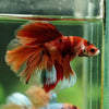 Galaxy/Candy Koi Halfmoon - 14 weeks old
