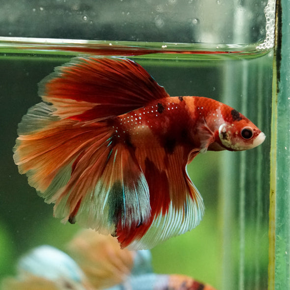 Galaxy/Candy Koi Halfmoon - 14 weeks old