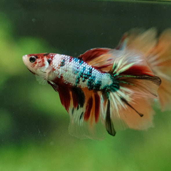 Galaxy Koi Halfmoon - 13 weeks old