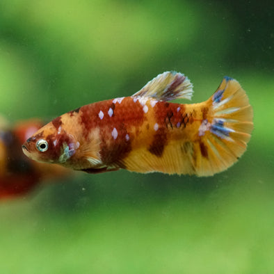 Multicolor/ Galaxy Koi Plakat- Female- 13 Weeks Old