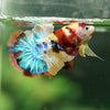 Multicolor/Galaxy Koi Plakat -16 weeks Old