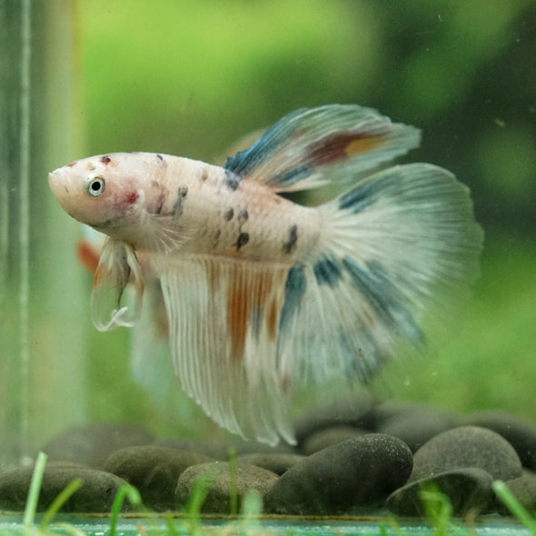 Galaxy/Candy Koi Halfmoon - 14 weeks old
