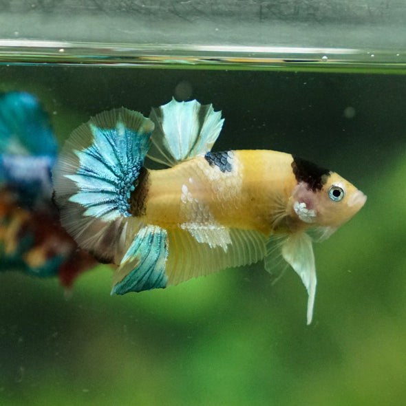 Multicolor/Galaxy Koi Plakat -11 weeks Old