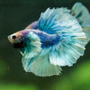 Dumbo Halfmoon - 12 weeks old