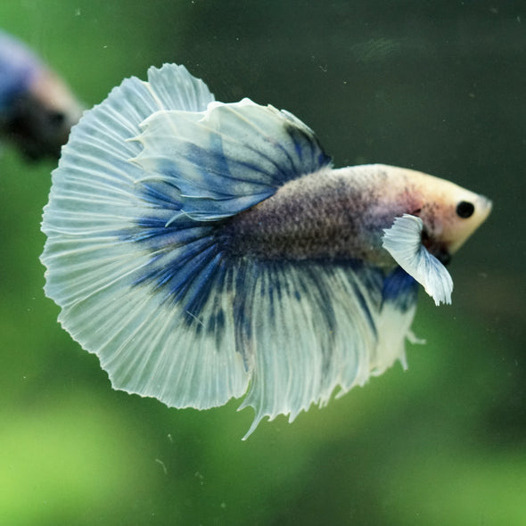 Dumbo Halfmoon - 12 weeks old