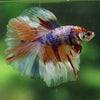 Galaxy/Candy Koi Halfmoon - 14 weeks old