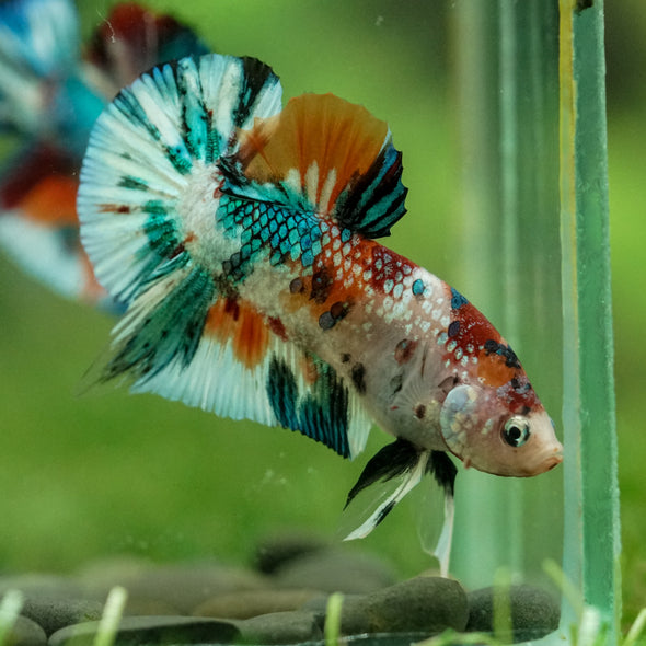 Multicolor/Galaxy Koi Plakat -16 weeks Old