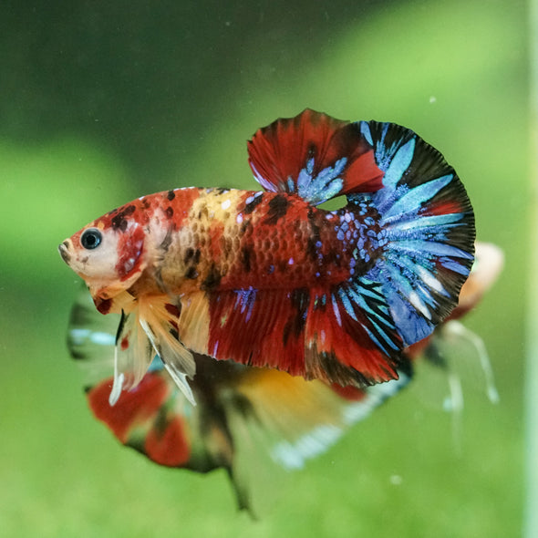 Multicolor/Galaxy Koi Plakat -16 weeks Old