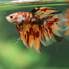 Galaxy/Candy Koi Halfmoon - 14 weeks old