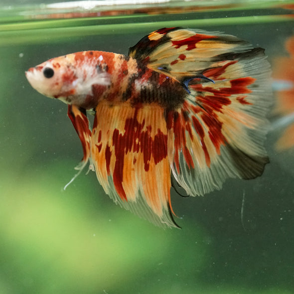 Galaxy/Candy Koi Halfmoon - 14 weeks old