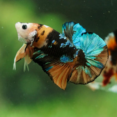Multicolor/Galaxy Koi Plakat -16 weeks Old