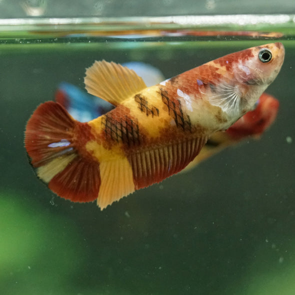Multicolor/ Galaxy Koi Plakat- Female- 13 Weeks Old