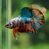 Multicolor/Galaxy Koi Plakat -16 weeks Old