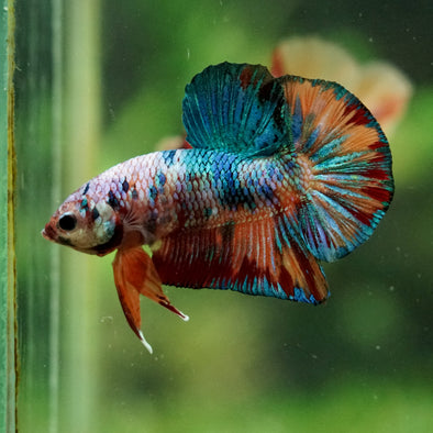Multicolor/Galaxy Koi Plakat -16 weeks Old