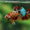 Multicolor/Galaxy Koi Plakat -11 weeks Old