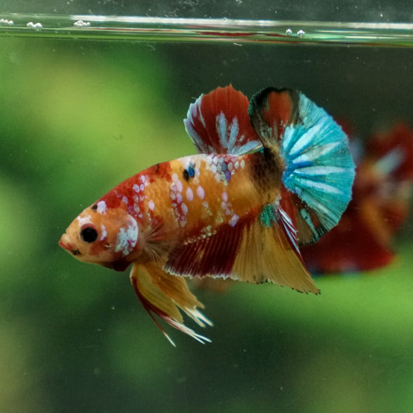 Multicolor/Galaxy Koi Plakat -11 weeks Old