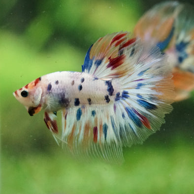 Galaxy/Candy Koi Halfmoon - 14 weeks old