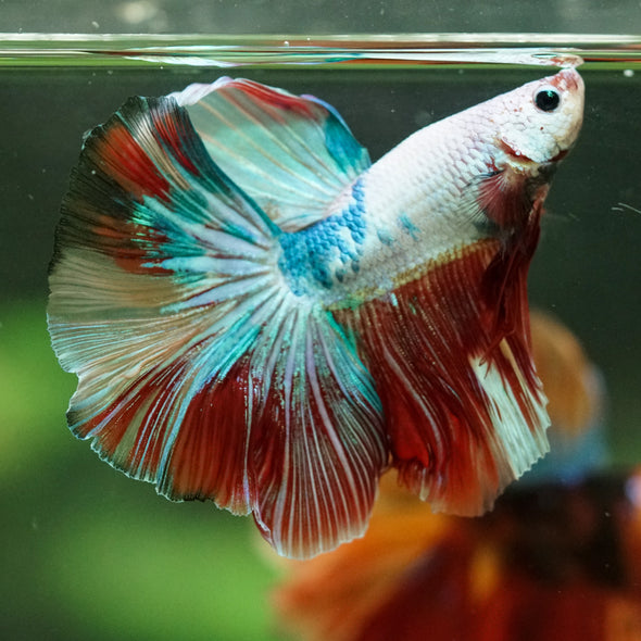 Galaxy/Candy Koi Halfmoon - 14 weeks old