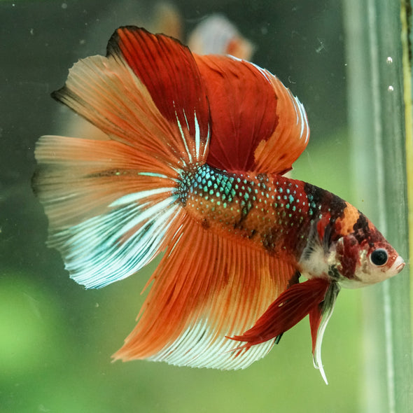 Galaxy/Candy Koi Halfmoon - 14 weeks old