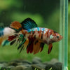 Multicolor/ Galaxy Koi Halfmoon- Female- 13 Weeks Old