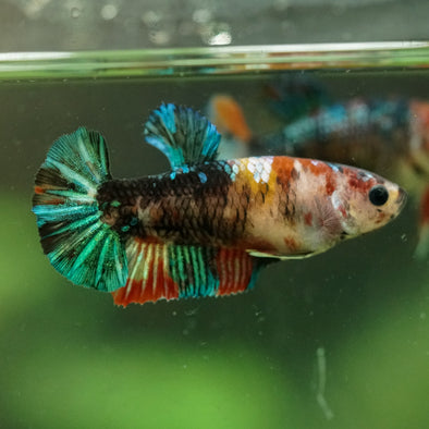 Multicolor/ Galaxy Koi Plakat- Female- 13 Weeks Old