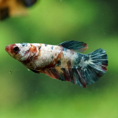 Multicolor/ Galaxy Koi Plakat- Female- 13 Weeks Old