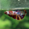 Multicolor/ Galaxy Koi Plakat - Female- 13 Weeks Old