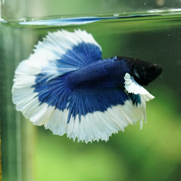 Dumbo Halfmoon - 12 weeks old