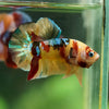 Multicolor/Galaxy Koi Plakat -16 weeks Old
