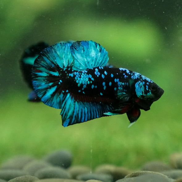 Black Koi Galaxy Plakat (Avatar) -13 weeks Old