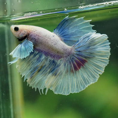 Dumbo Halfmoon - 11 weeks old