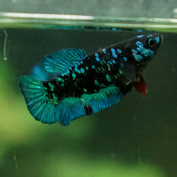 Black Galaxy Koi Plakat (Avatar) - Female- 13 Weeks Old