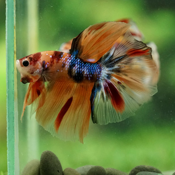 Galaxy/Candy Koi Halfmoon - 13 weeks old