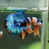 Multicolor/Galaxy Koi Plakat -16 weeks Old