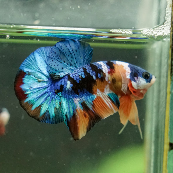 Multicolor/Galaxy Koi Plakat -16 weeks Old