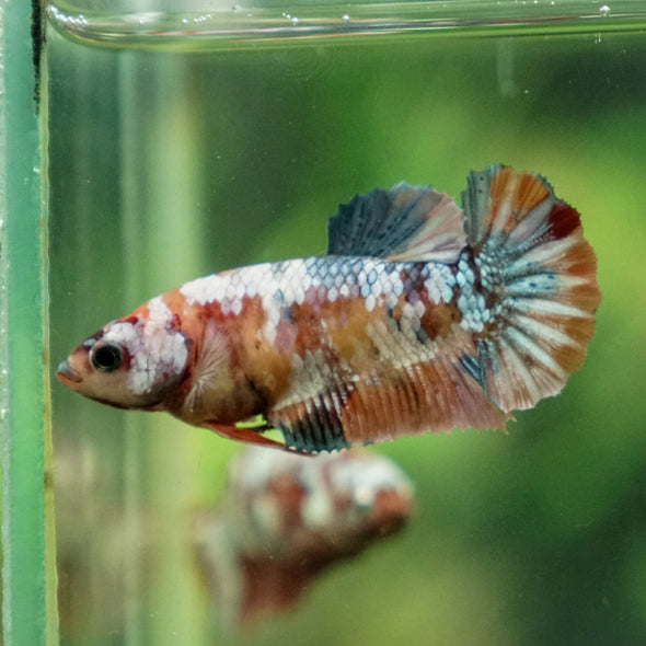 Multicolor/ Galaxy Koi Plakat - Female- 13 Weeks Old