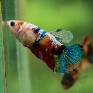Multicolor/ Galaxy Koi Plakat- Female- 13 Weeks Old