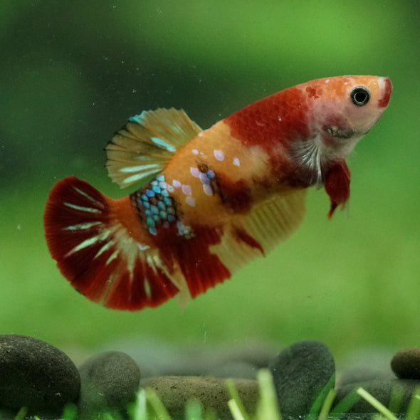 Multicolor/ Galaxy Koi Plakat- Female- 13 Weeks Old