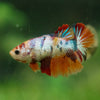 Multicolor/ Galaxy Koi Halfmoon - Female- 13 Weeks Old