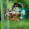 Multicolor/Galaxy Koi Plakat -11 weeks Old