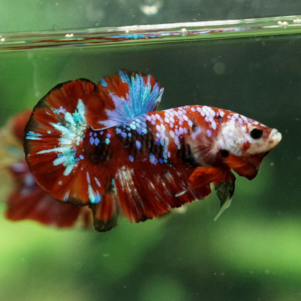 Multicolor/Galaxy Koi Plakat -13 weeks Old