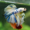 Galaxy/Candy Koi Halfmoon - 14 weeks old