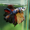 Galaxy/Candy Koi Halfmoon - 14 weeks old