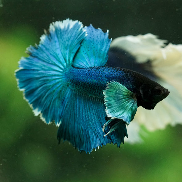 Dumbo Halfmoon - 10 weeks old
