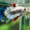 Multicolor/Galaxy Koi Plakat -16 weeks Old