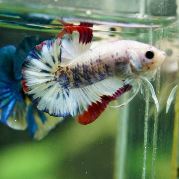 Multicolor/Galaxy Koi Plakat -16 weeks Old