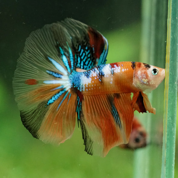 Galaxy/Candy Koi Halfmoon - 14 weeks old
