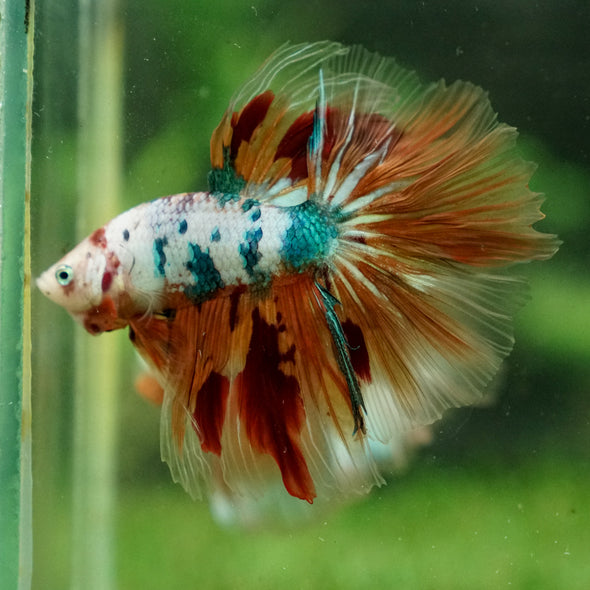 Galaxy/Candy Koi Halfmoon - 13 weeks old