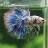 Galaxy/Candy Koi Halfmoon - 14 weeks old