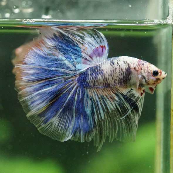 Galaxy/Candy Koi Halfmoon - 14 weeks old
